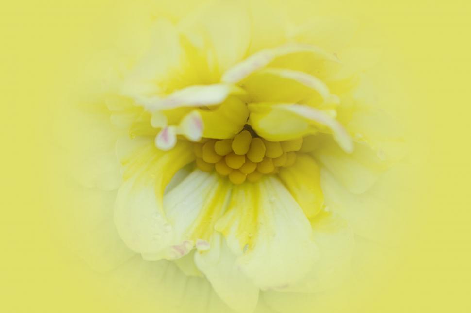 Free Image of Abstract Yellow Flower in Soft Focus 