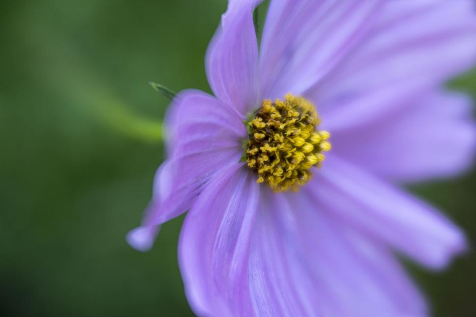Free Image of Delicate pink cosmos flower close-up shot 