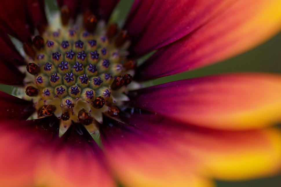 Free Image of Detailed view of a purple and red flower s center 