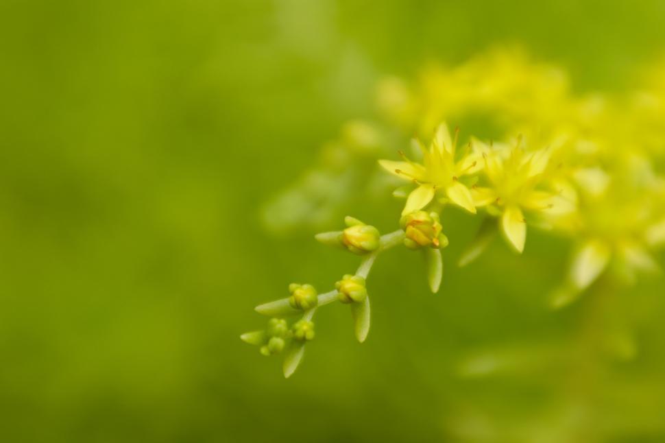 Free Image of Soft focus on yellow wildflowers in bloom 