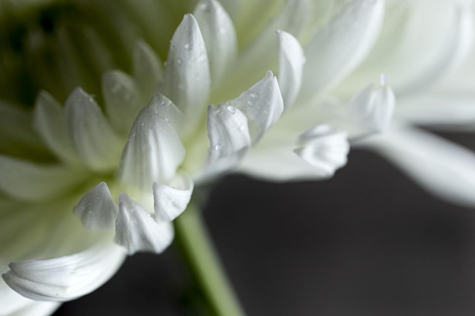 Free Image of White dahlia flower on a dark background 