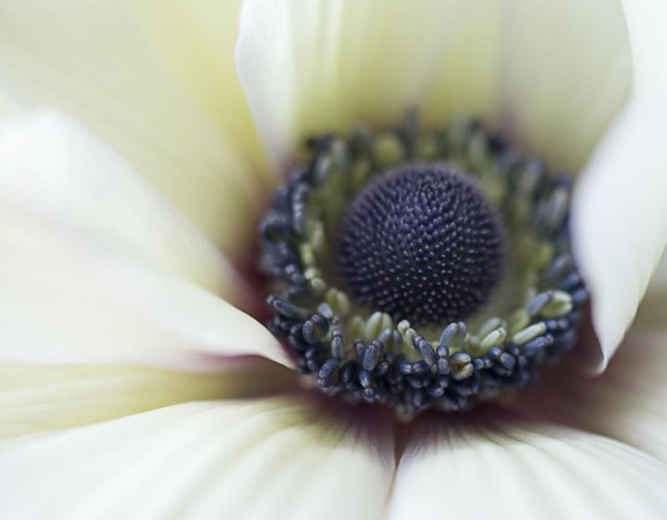 Free Image of Close-up of an Anemone Flower Center 