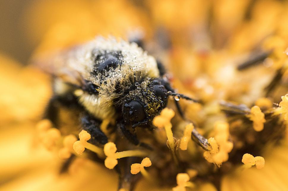 Free Image of Macro shot of bee covered in pollen 