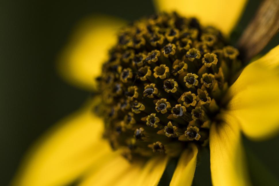 Free Image of Macro Shot of a Yellow and Black Flower 