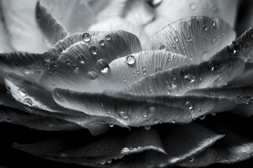 Free Image of Black and White Close-Up of Dew on Petals 