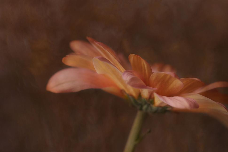 Free Image of Soft image of orange gerbera daisy on brown 