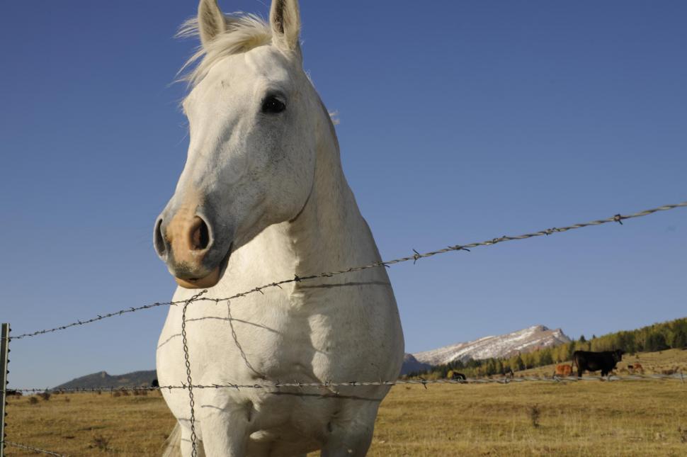 Free Image of white horse 