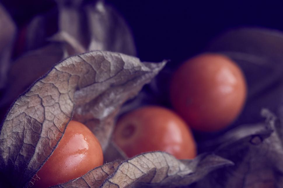 Free Image of Twilight Hues on Physalis Fruit Close-up 