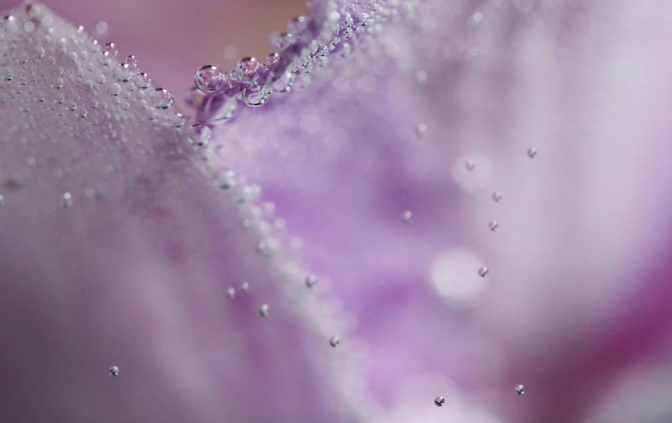 Free Image of Macro Photography of Purple Flower with Dew 