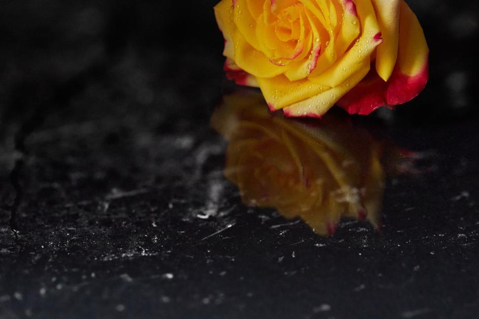 Free Image of Yellow Rose Reflected on Black Surface 