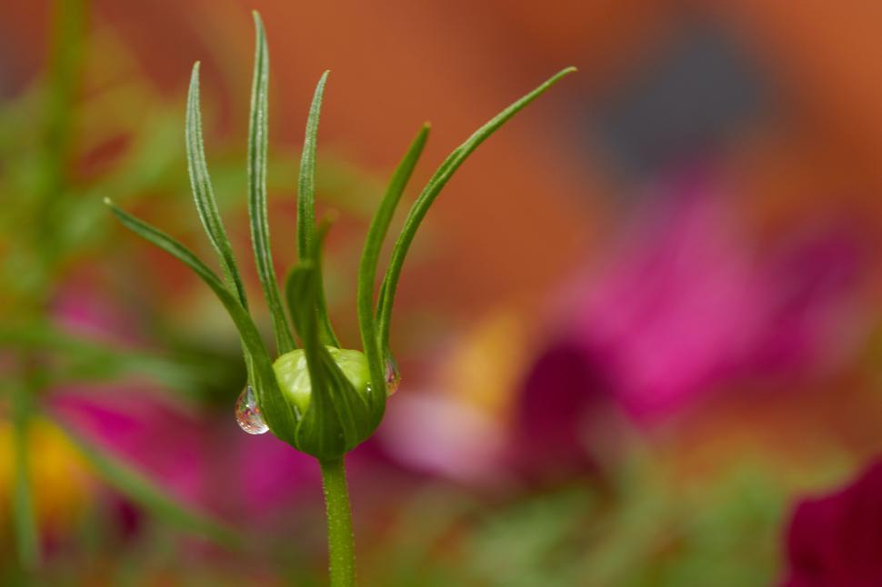 Free Image of Green bud dew drops, vibrant floral backdrop 