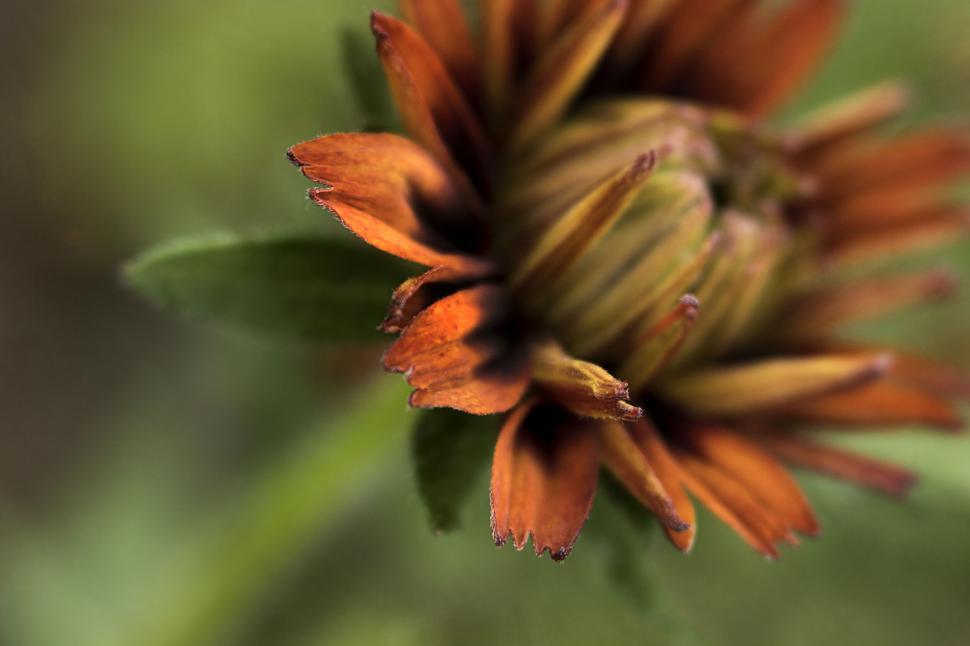 Free Image of Vibrant orange flower close-up shot 