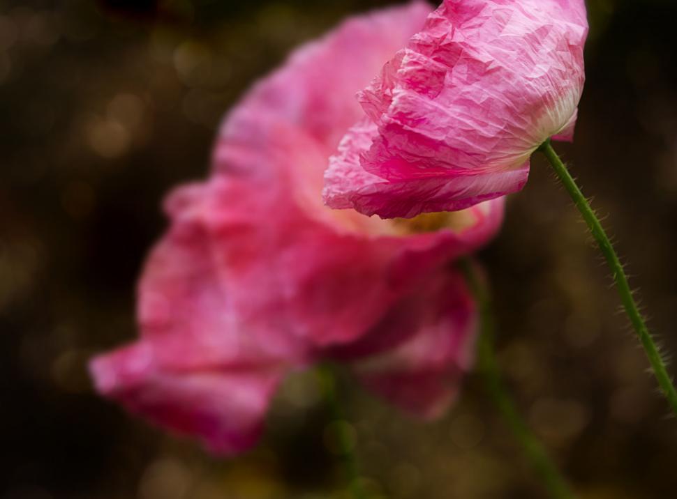 Free Image of Soft pink paper-like poppy flower 