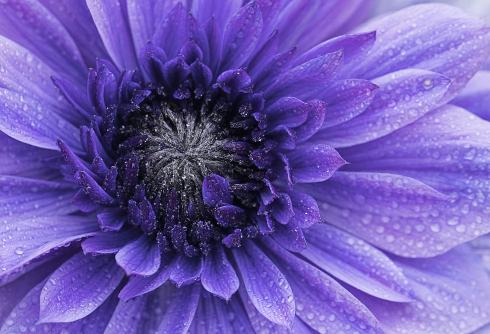 Free Image of Purple dahlia flower with water droplets 