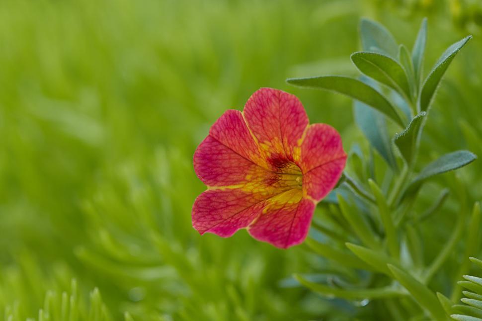 Free Image of Vibrant Red and Yellow Bloom in Greenery 