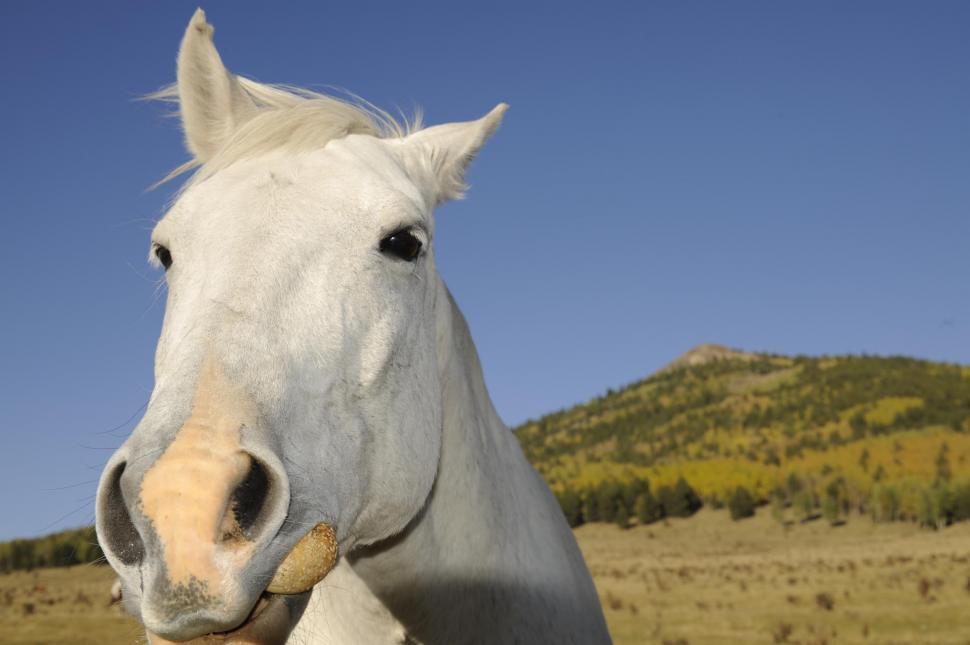 Free Image of white horse 
