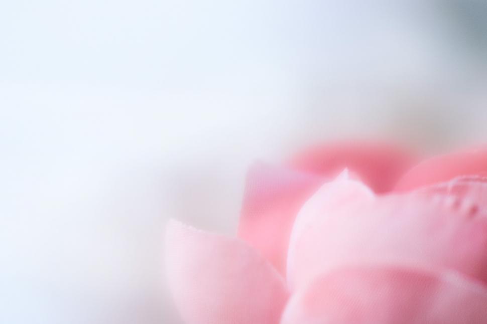 Free Image of Soft Pink Rose Petals Close-Up Blur 