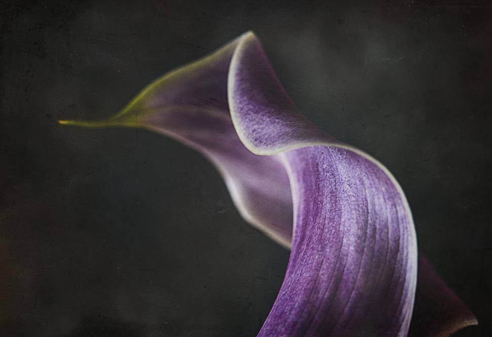 Free Image of Abstract View of a Purple Calla Lily Curve 