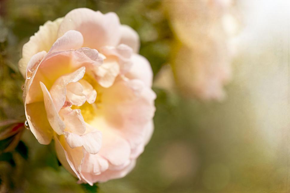 Free Image of Sunlit pink rose with water droplets 