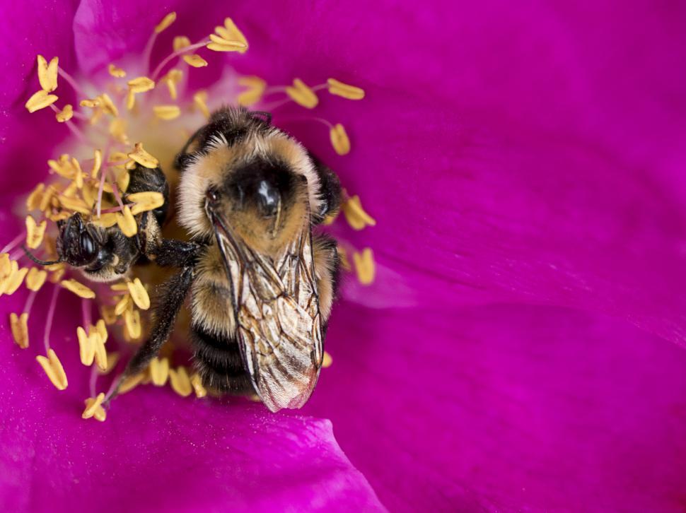 Free Image of Macrophotography of bee on a pink flower 