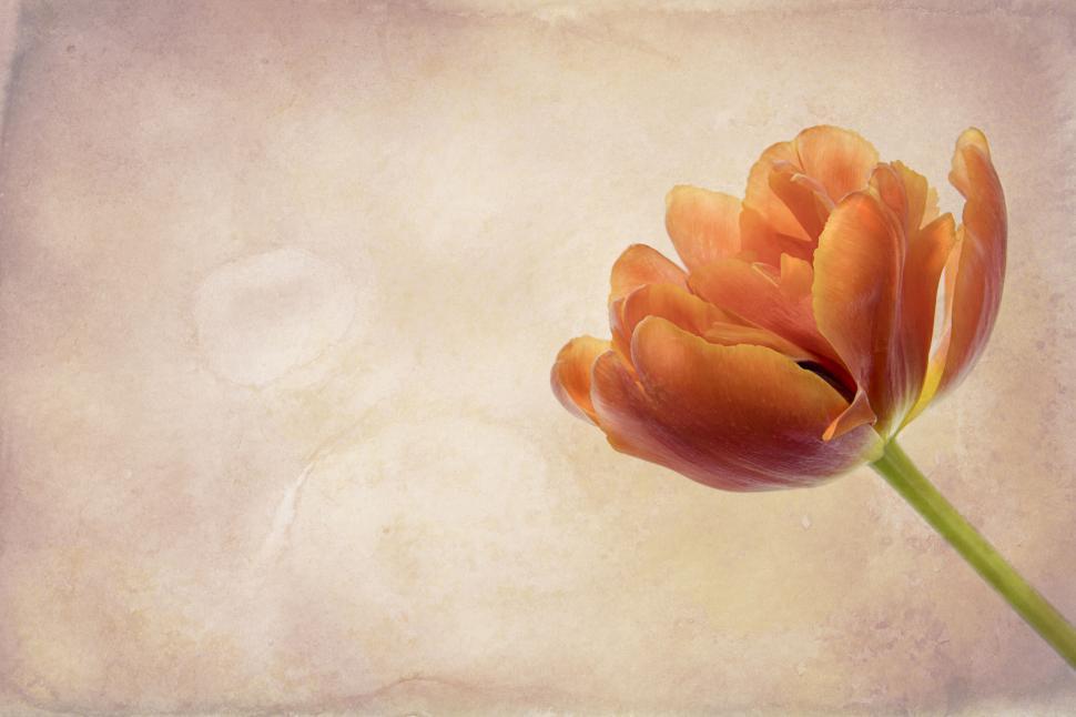 Free Image of Single orange tulip on vintage background 