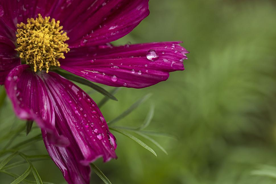 Free Image of Purple flower with water droplets on petals 