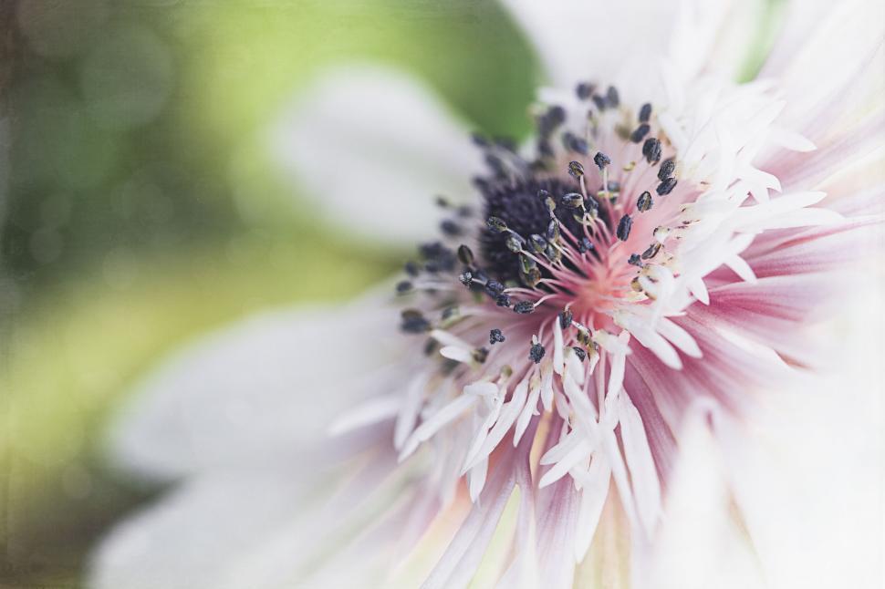 Free Image of Blossoming pink flower with fine details 