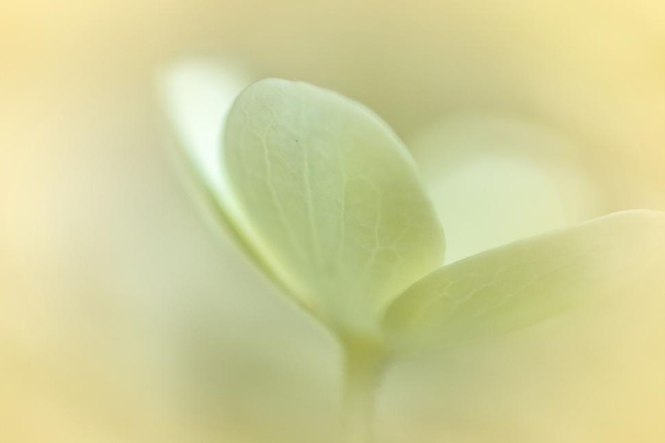 Free Image of Soft focus on a translucent green leaf 