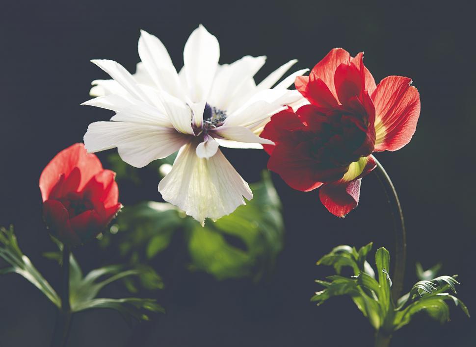 Free Image of Vibrant flowers against a dark backdrop 