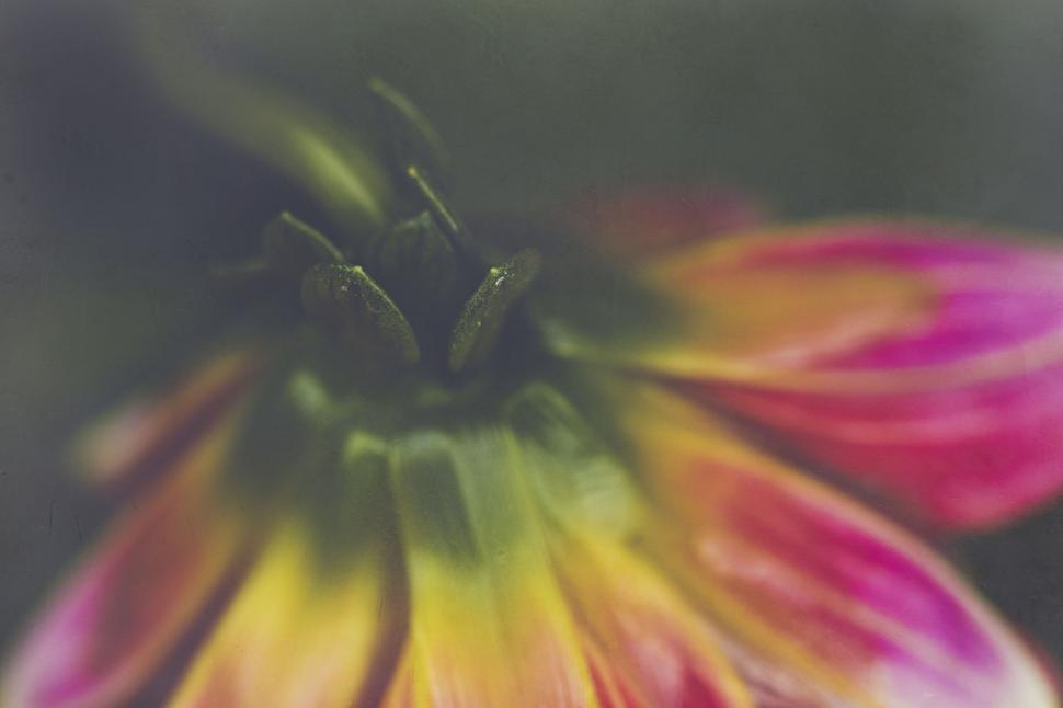 Free Image of Retro Styled Image of A Pink and Yellow Flower 