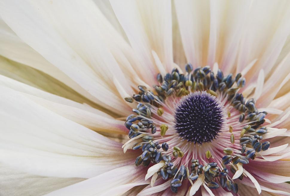 Free Image of Close-up of Delicate White Daisy Pollen Center 