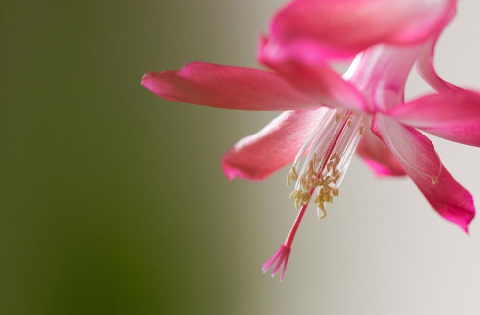 Free Image of Close-up of a delicate pink Schlumbergera flower 