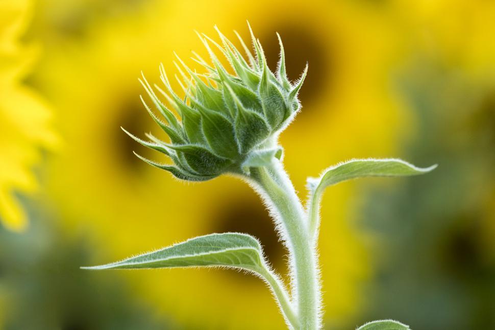 Free Image of Sunflower bud with detailed green textures 