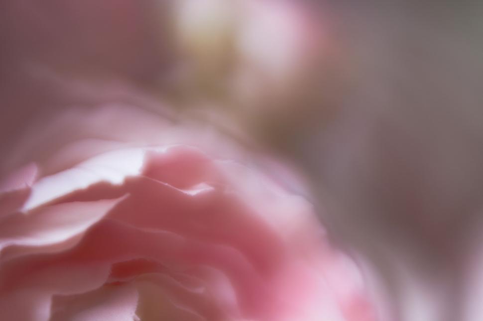 Free Image of Soft focus of a pink peony flower 