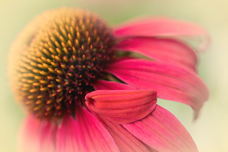 Free Image of Pink echinacea flower macro photography 