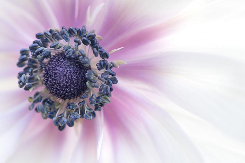Free Image of Close-up of anemone flower stamens 