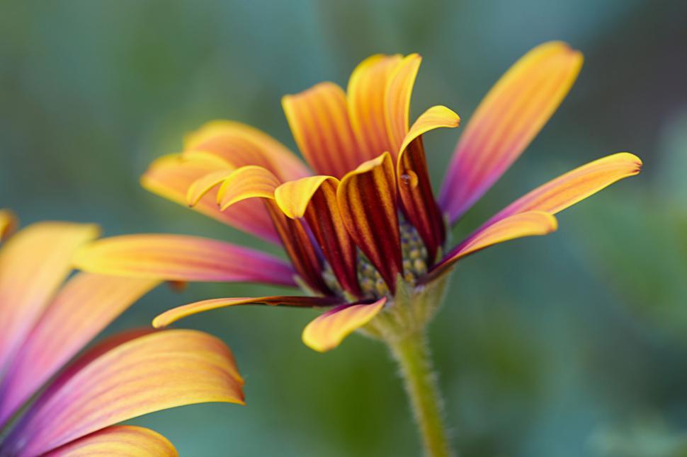 Free Image of Vibrant yellow and brown gazania flower close-up 