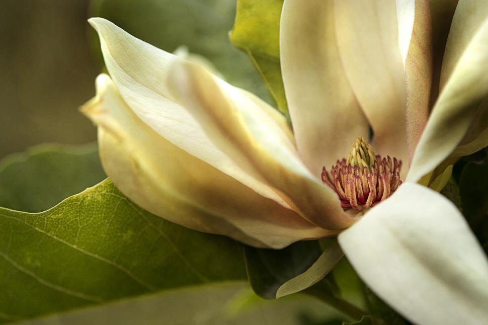 Free Image of Close-up of creamy white magnolia flower in bloom 