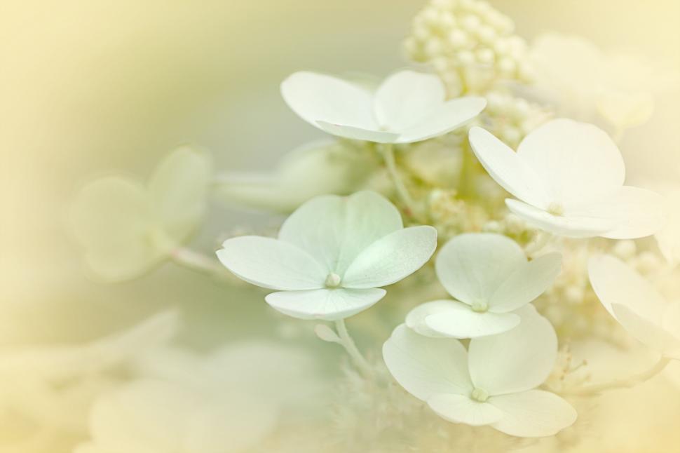 Free Image of Soft focus shot of white hydrangea blooms with pastel tones 