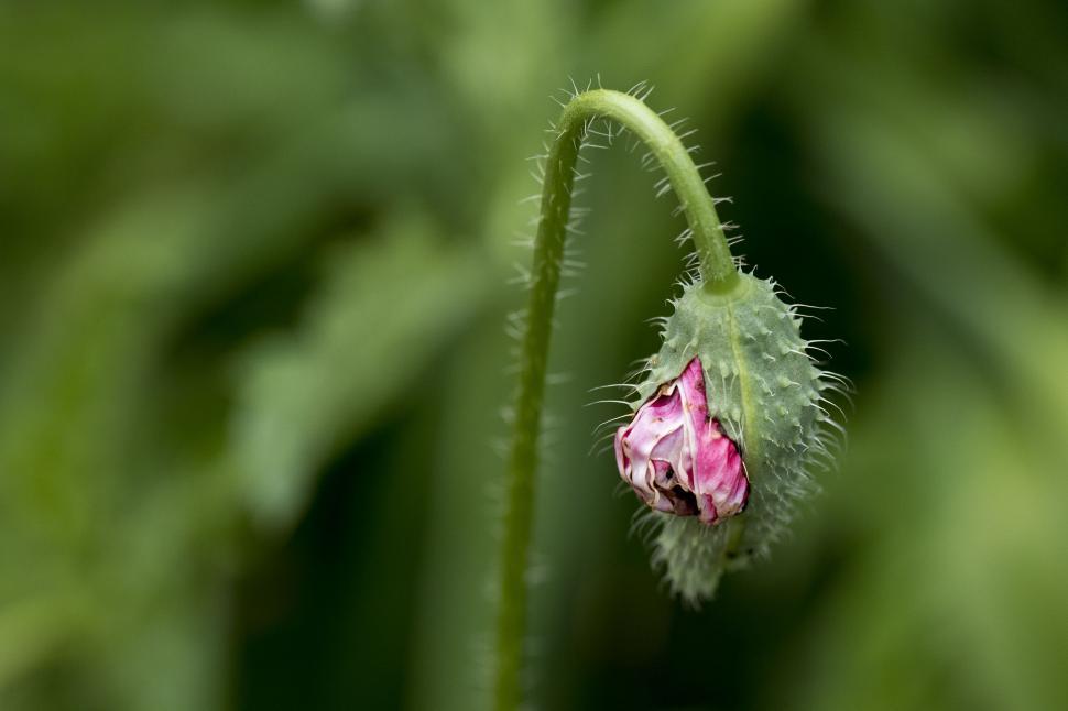 Free Image of Budding Pink Flower on Green Stem 