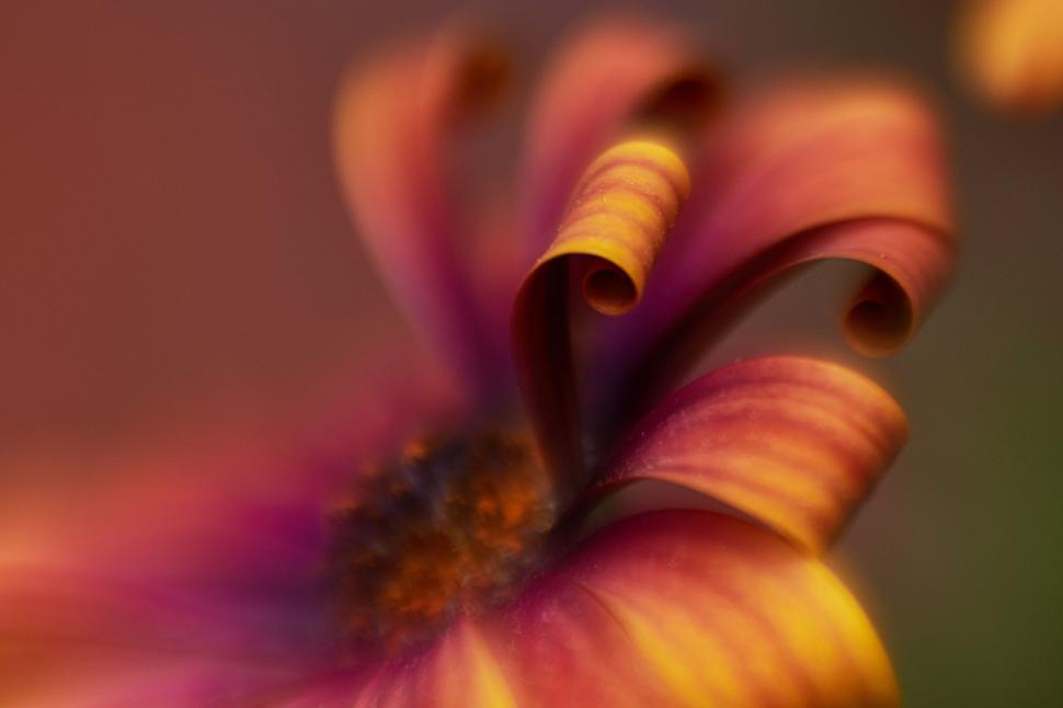 Free Image of Abstract Twisted Flower Petals Macro 