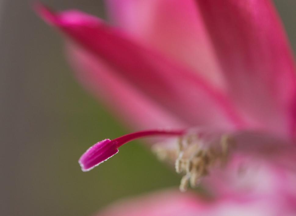 Free Image of Close-up Pink Flower Petal with Stem 