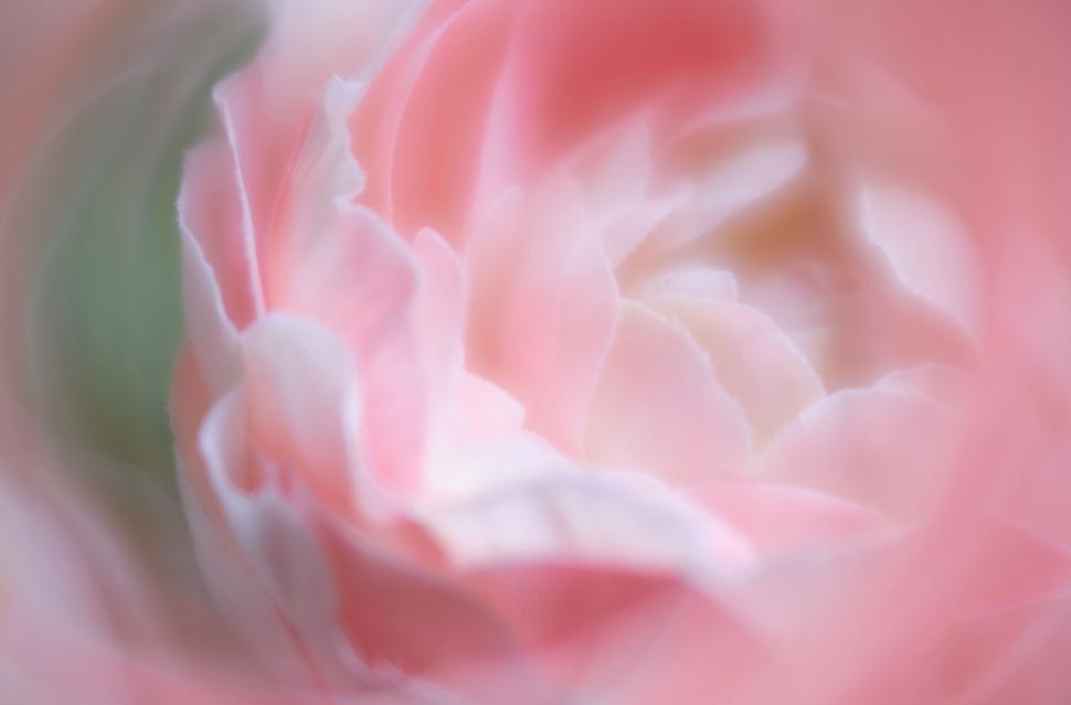 Free Image of Soft Focus Blush Pink Rose Macro Shot 