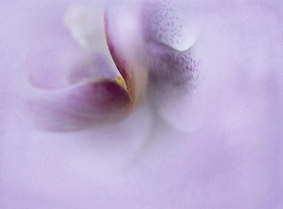 Free Image of Soft focus of a purple orchid bloom 