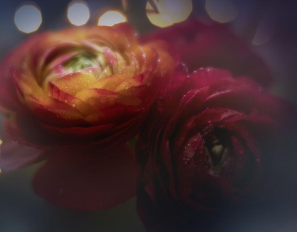 Free Image of Artistic photo of red roses in darkness 