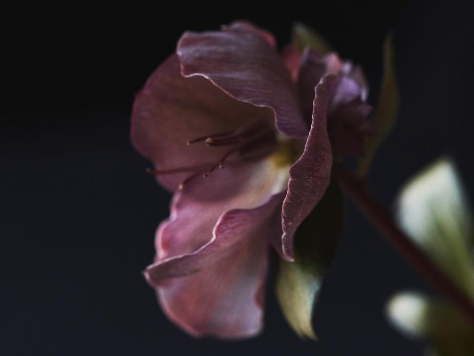 Free Image of Elegant backlit Hellebore flower imagery 