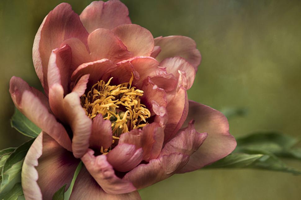 Free Image of Vivid peony flower in natural light 