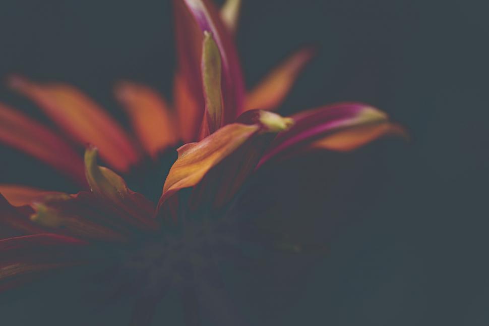 Free Image of Close-up of a vibrant orange dahlia flower 