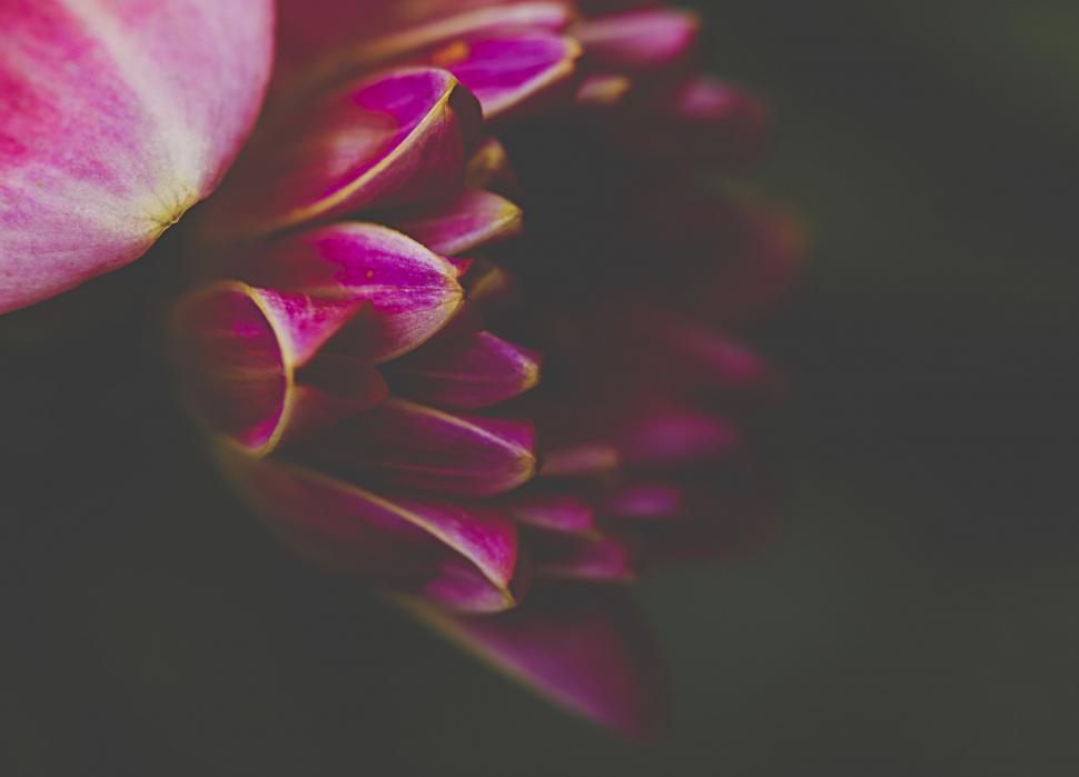 Free Image of Pink petals macro shot with blurred background 