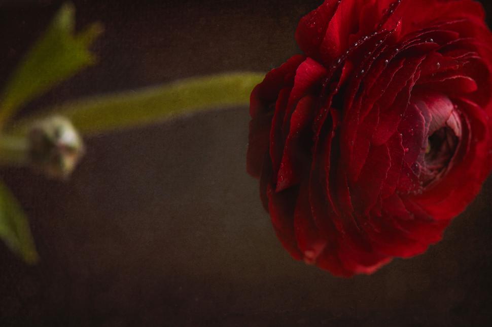 Free Image of Single red ranunculus flower on vintage background 